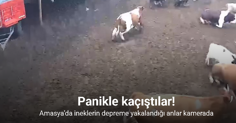 Amasya’da ineklerin depreme yakalandığı anlar kamerada