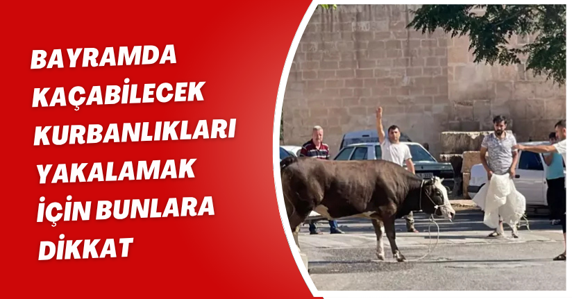 Bayramda kaçabilecek kurbanlıkları yakalamak için bunlara dikkat