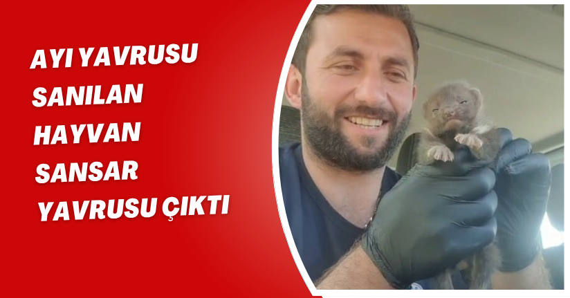 Ayı yavrusu sanılan hayvan sansar yavrusu çıktı