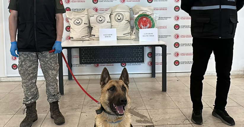 Hamzabeyli'de 50 kilo uyuşturucuyu ‘Bodri’ buldu