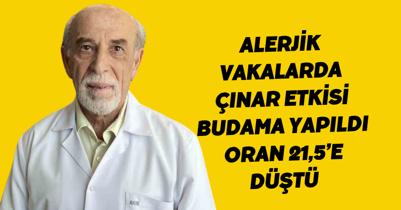 Alerjik vakalarda çınar etkisi: Budama yapıldı oran 21,5’e düştü