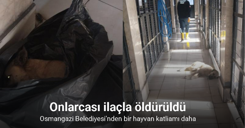 Osmangazi Belediyesi’nden bir hayvan katliamı daha..