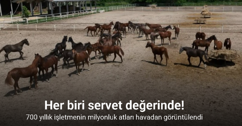 700 yıllık işletmenin milyonluk atları havadan görüntülendi