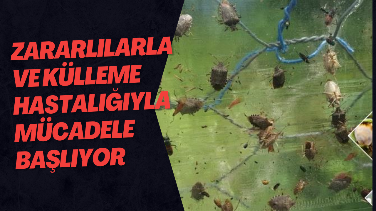Zararlılarla Ve Külleme Hastalığıyla Mücadele Başlıyor