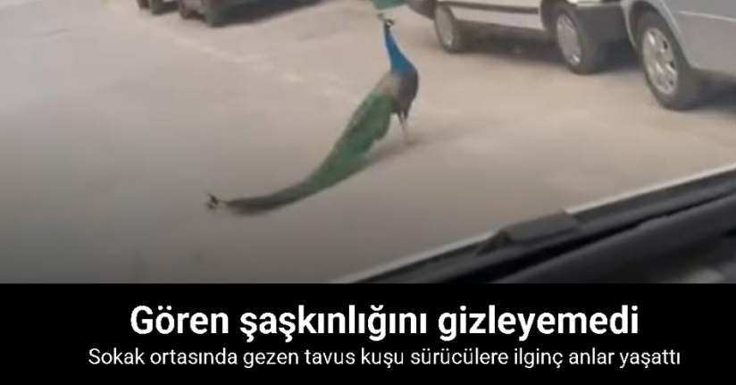 Sokak ortasında gezen tavus kuşu sürücülere ilginç anlar yaşattı
