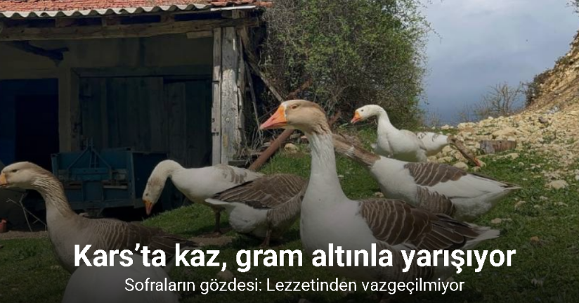 Kars’ta kaz, gram altınla yarışıyor