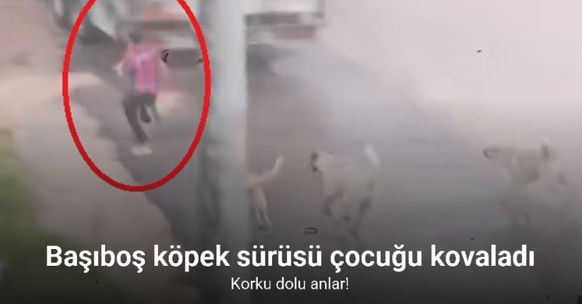 Başıboş köpek sürüsü çocuğu kovaladı: O anlar kamerada