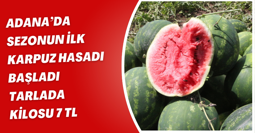 Adana’da sezonun ilk karpuz hasadı başladı; tarlada kilosu 7 TL