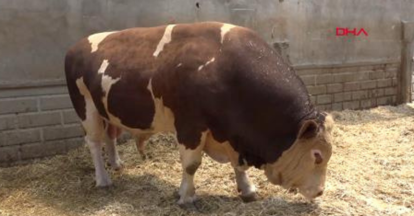 Şampiyon boğa 'Poyraz', 540 bin TL'ye alıcısını buldu