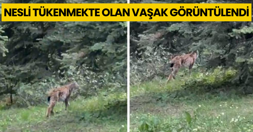 Nesli tükenmekte olan vaşak görüntülendi