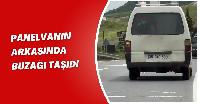 Panelvanın arkasında buzağı taşıdı