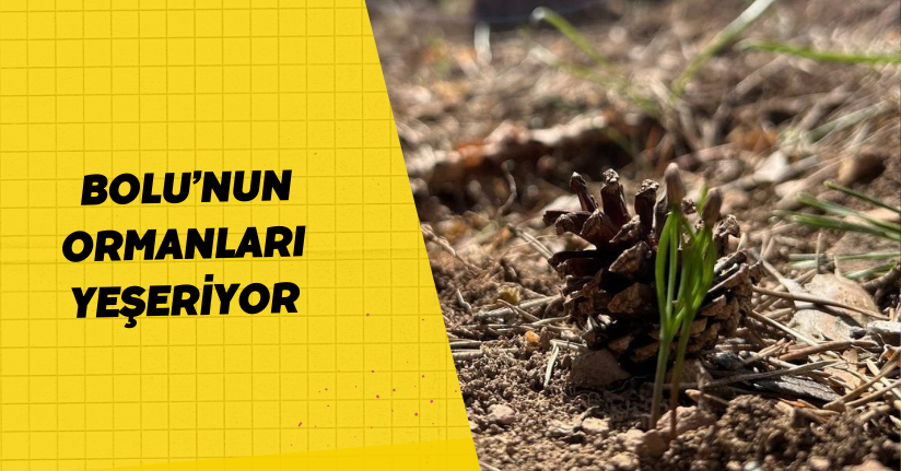 Bolu’nun ormanları yeşeriyor