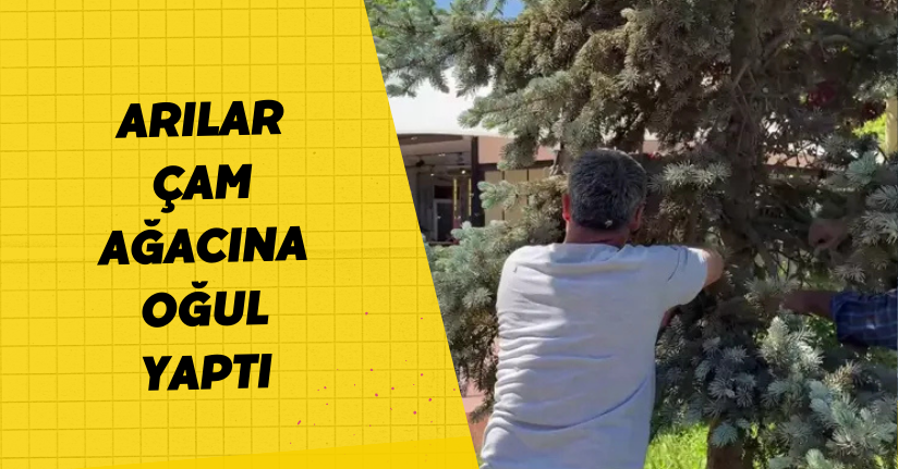 Arılar çam ağacına oğul yaptı