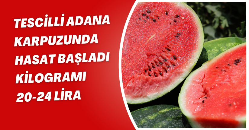 Tescilli Adana karpuzunda hasat başladı: Kilogramı 20-24 lira