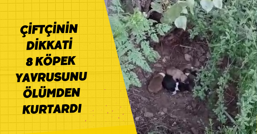  Çiftçinin dikkati 8 köpek yavrusunu ölümden kurtardı