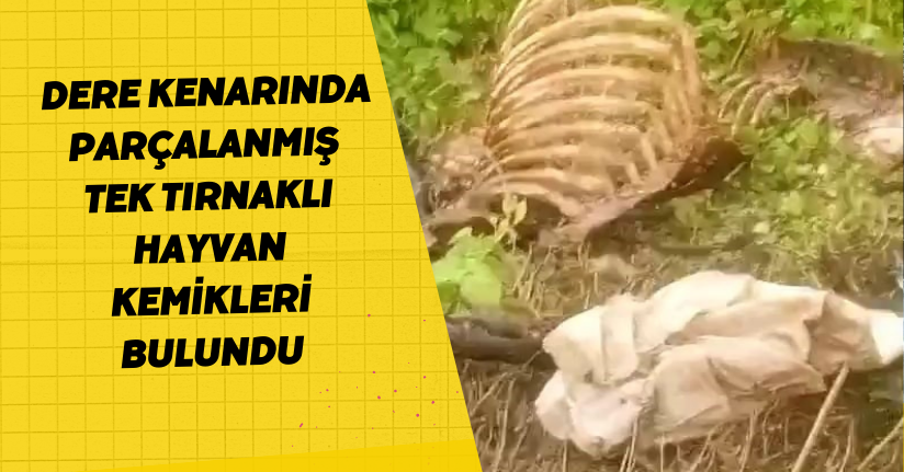 Dere kenarında parçalanmış tek tırnaklı hayvan kemikleri bulundu