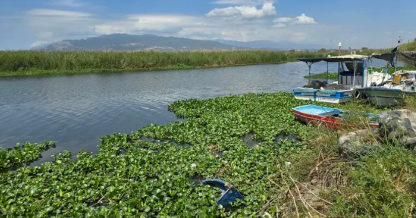  Asi Nehri’nde kirlilik ve su sümbülleri, toplu balık ölümlerine neden oldu