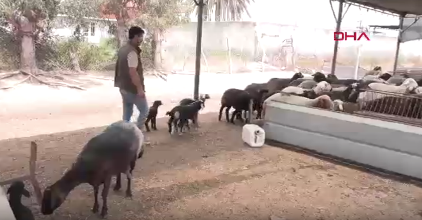 77 küçükbaş zehirlenerek öldü
