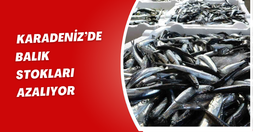 Karadeniz’de balık stokları azalıyor