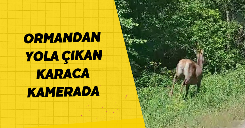 Ormandan yola çıkan karaca kamerada