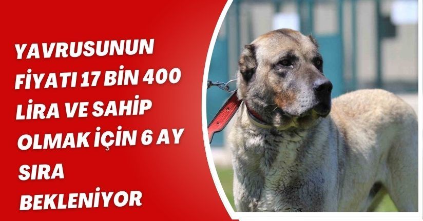 Yavrusunun fiyatı 17 bin 400 lira ve sahip olmak için 6 ay sıra bekleniyor