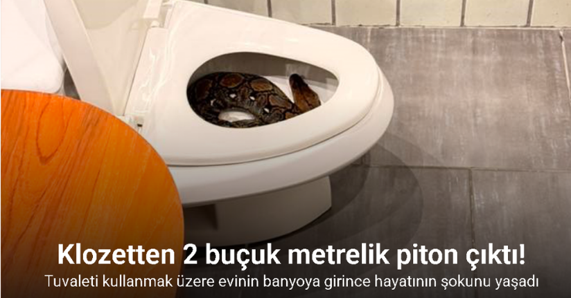 Tayland'da bir evin tuvaletinden dev piton çıktı