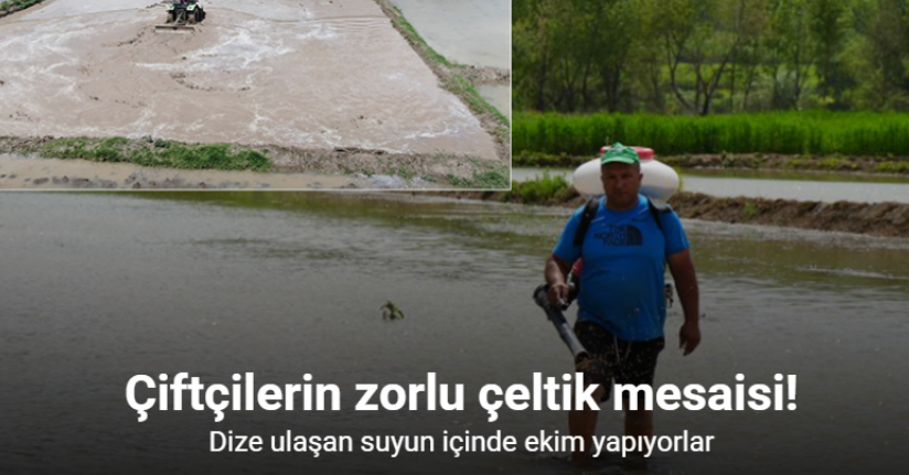 Çiftçilerin zorlu çeltik mesaisi: Dize ulaşan suyun içinde ekim yapıyorlar