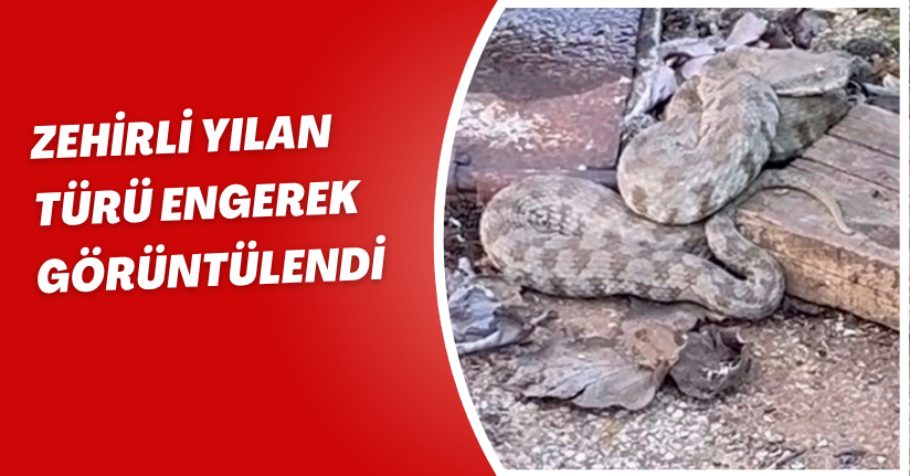 Zehirli yılan türü engerek görüntülendi