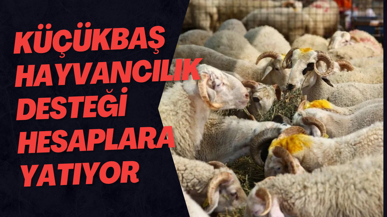 Küçükbaş Hayvancılık Desteği Hesaplara Yatıyor
