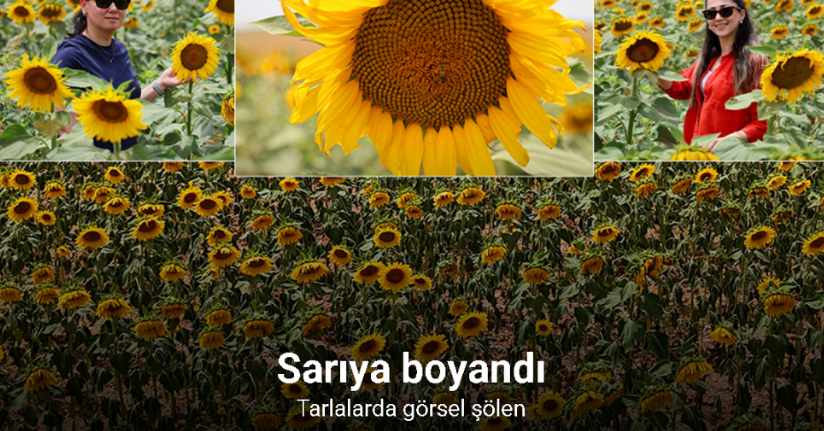 Tarlalarda görsel şölen: Ayçiçekler tarlaları sarıya boyadı