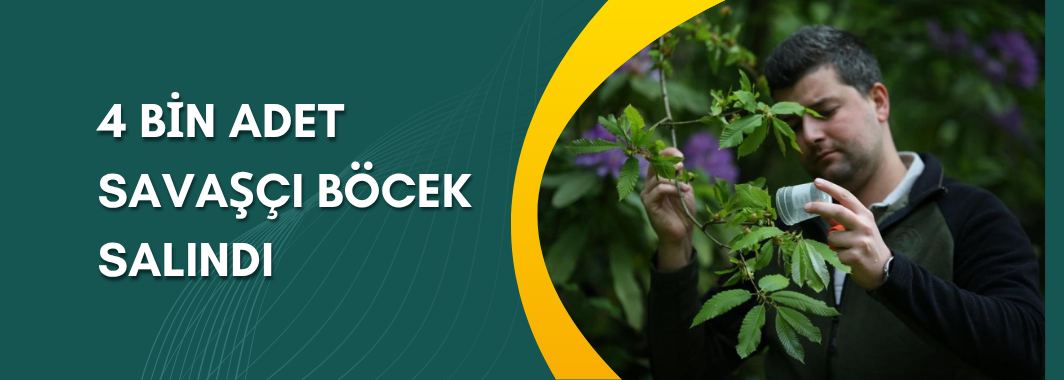 4 Bin Adet Savaşçı Böcek Salındı
