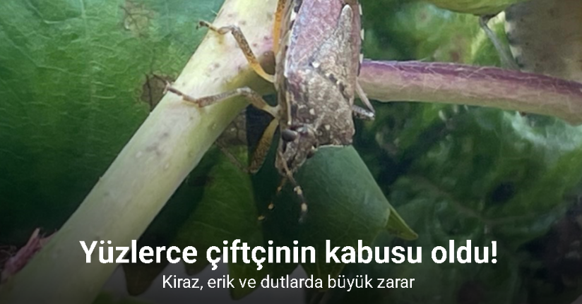 Bursa’da yüzlerce çiftçinin kabusu oldu...Kiraz, erik ve dutlarda büyük zarar