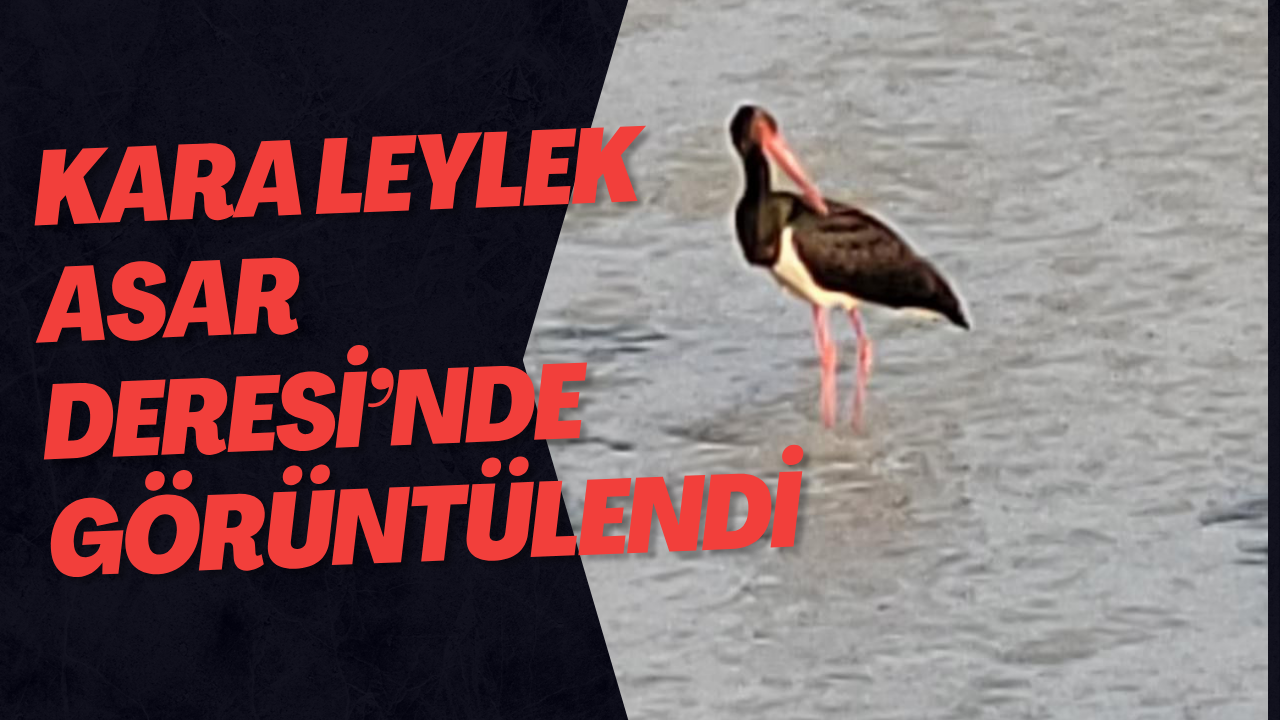 Kara Leylek Asar Deresi’nde Görüntülendi