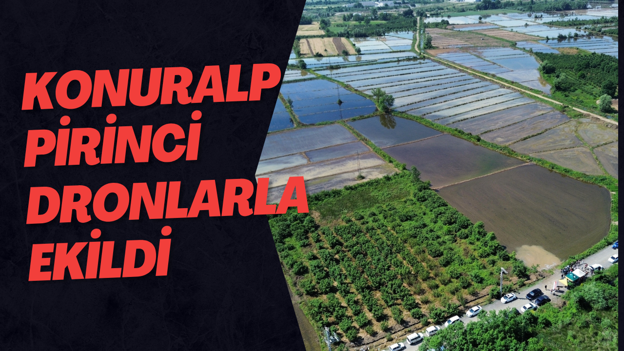 Konuralp Pirinci Dronlarla Ekildi
