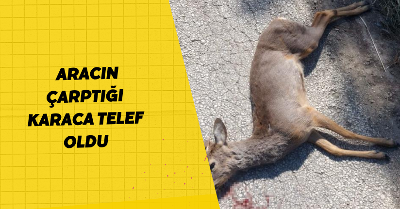 Aracın çarptığı karaca telef oldu