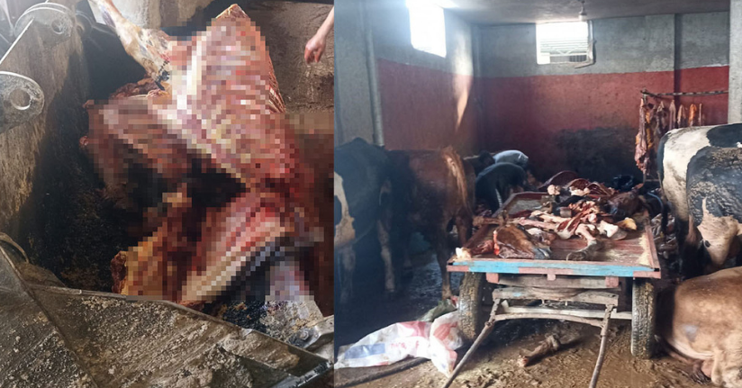 Adana’da 2,5 ton at eti ele geçirildi