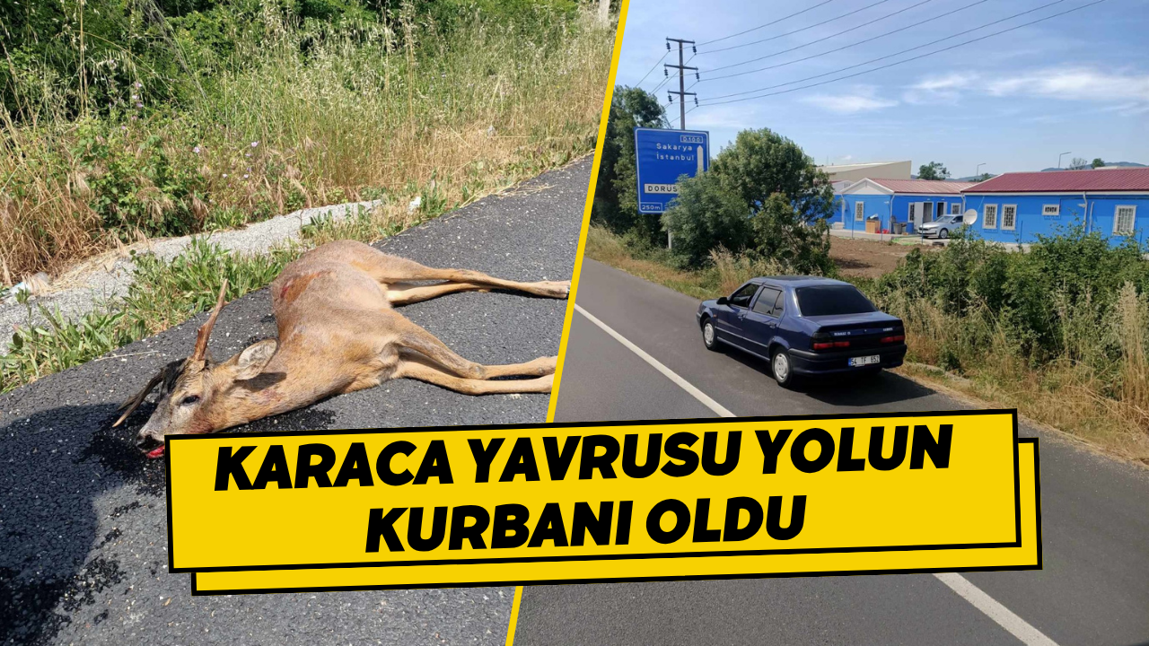 Karaca Yavrusu Yolun Kurbanı Oldu