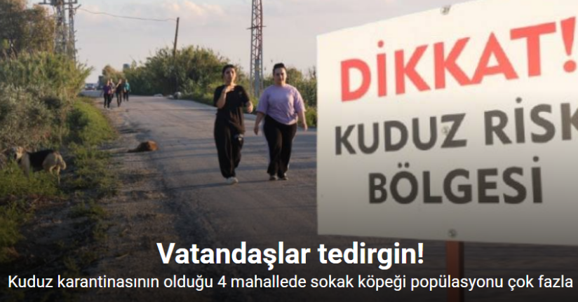 Kuduz karantinasının olduğu 4 mahallede sokak köpekleri vatandaşları tedirgin ediyor