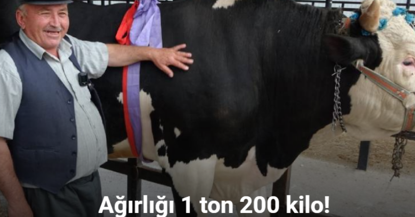Kütahya’da 1 ton 200 kiloluk kurbanlık 350 bin TL’ye satıldı