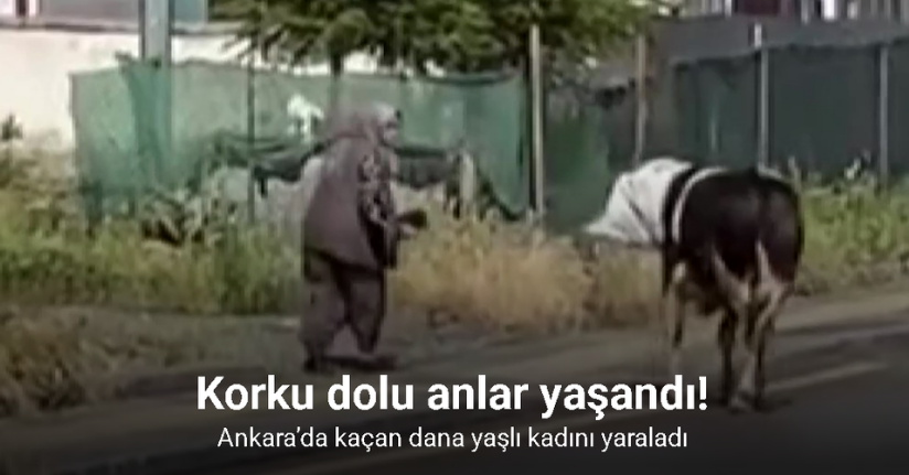 Ankara’da kaçan dana yaşlı kadını yaraladı