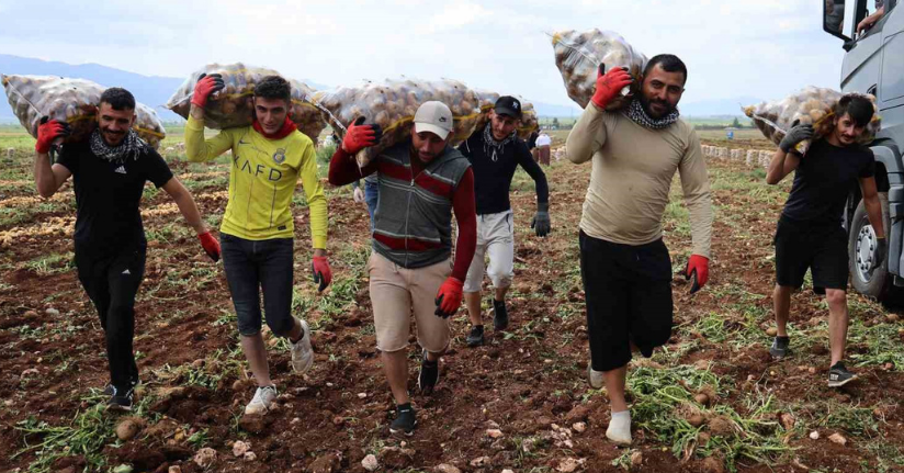 Bunlar özel işçiler: Günlük 250-300 ton patates yükleyip 2 bin 500 TL kazanıyorlar