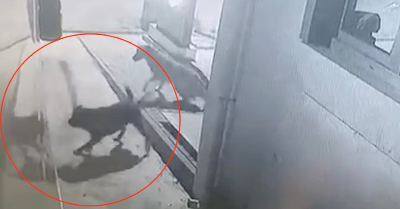 Sokak köpekleri karavanın tamponunu parçaladı