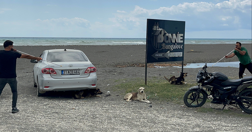 Kuduz karantinasındaki 4 mahallede başıboş köpekler toplanmaya başladı