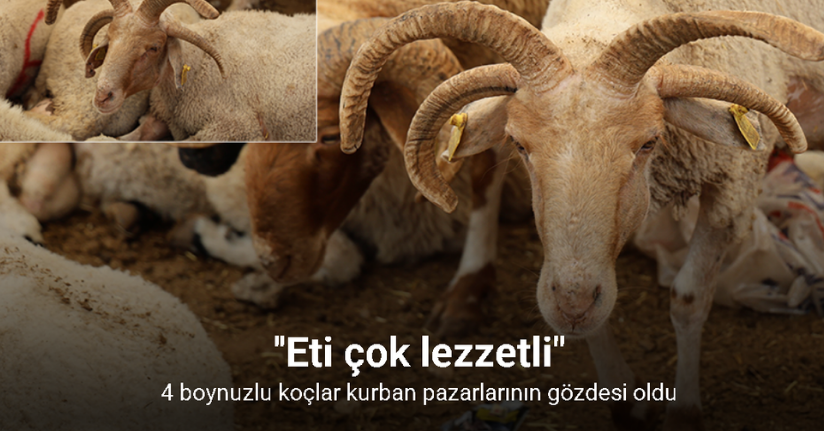 Adana’da 4 boynuzlu koçlar kurban pazarlarının gözdesi oldu