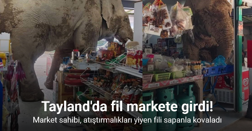 Tayland'da market sahibi, atıştırmalıkları yiyen fili sapanla kovaladı