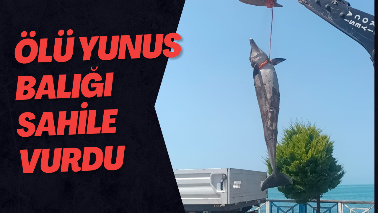 Ölü Yunus Balığı Sahile Vurdu