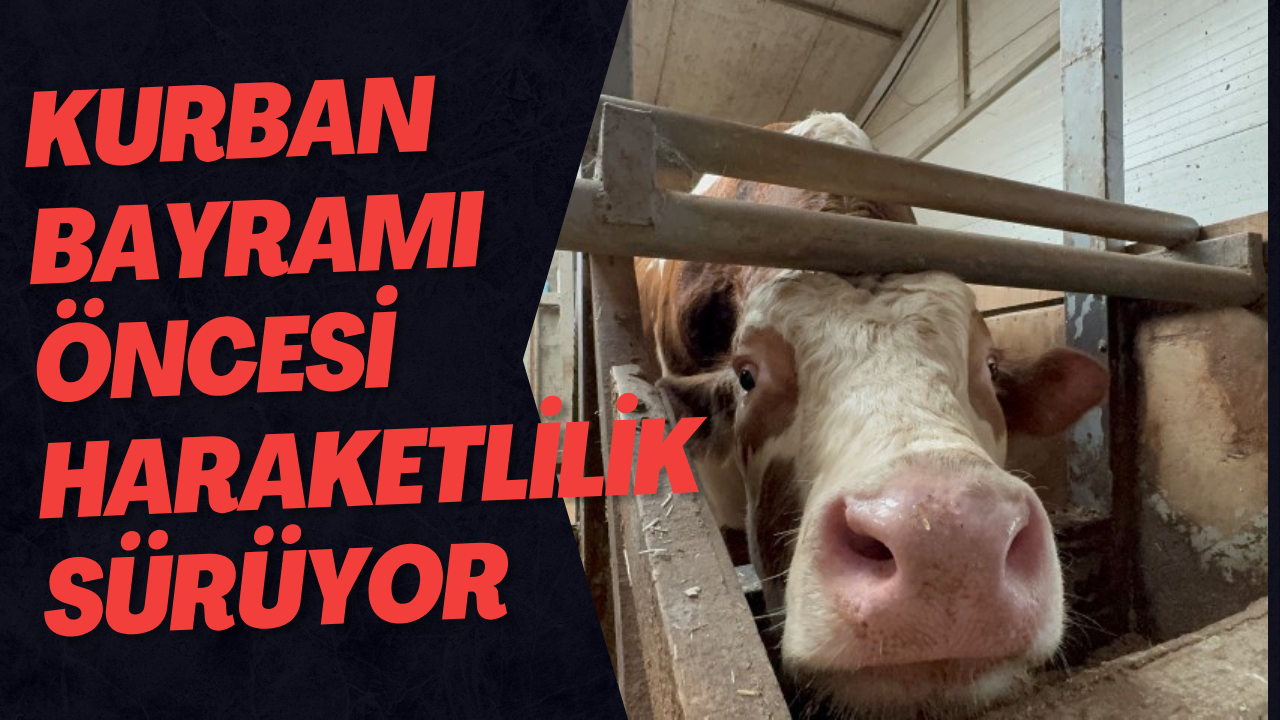 Kurban Bayramı Öncesi Haraketlilik Sürüyor