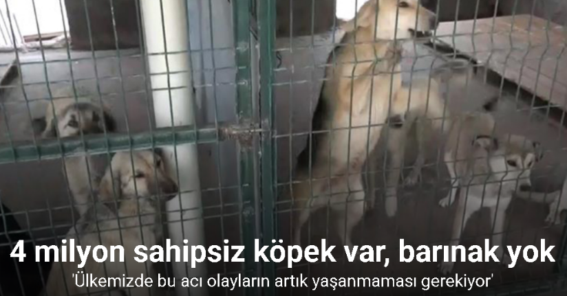 Yaklaşık 4 milyon sahipsiz köpek var, alacak barınak yok