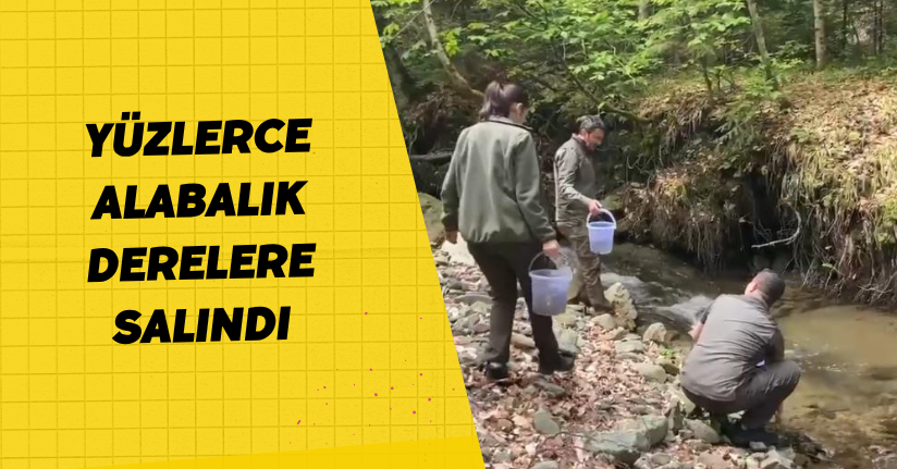 Yüzlerce alabalık derelere salındı