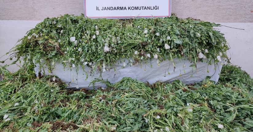Kastamonu’da 120 bin kök haşhaş ele geçirildi